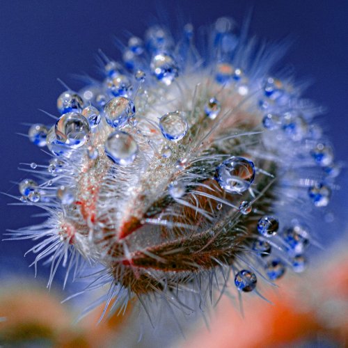Water Droplets Cling to Fluorescent Plant Spines in Tom Leighton's Alluring Photos