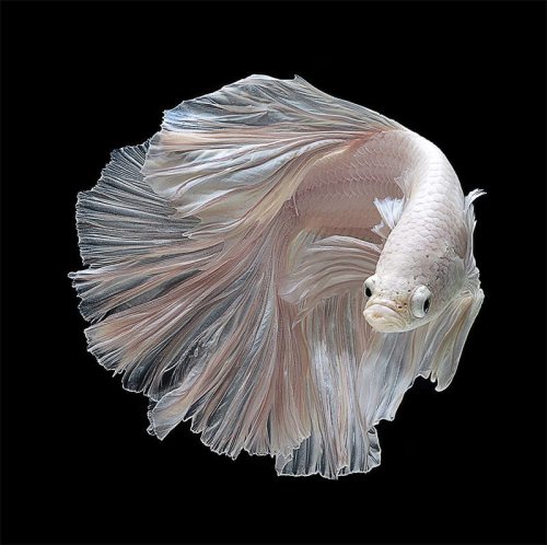 Portraits of Siamese Fighting Fish by Visarute Angkatavanich — Colossal