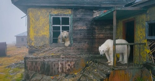 Arresting photos document the polar bears occupying an abandoned weather station
