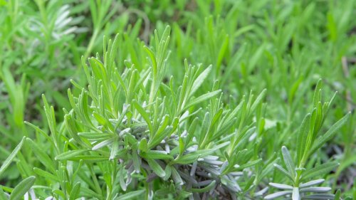 15 Amazing Plants that Keep Pesky Mosquitos Away - This Mom is on Fire