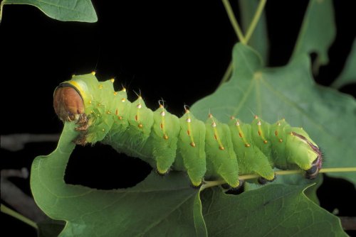 Here Is What You Should Feed a Caterpillar