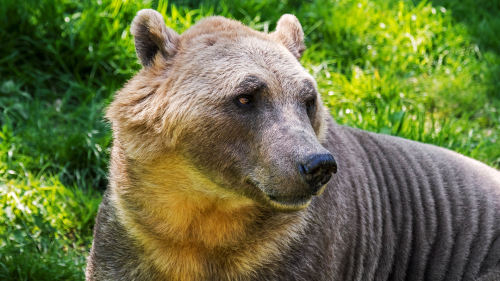 Grizzlies And Polar Bears Are Breeding Thanks To Climate Change Flipboard