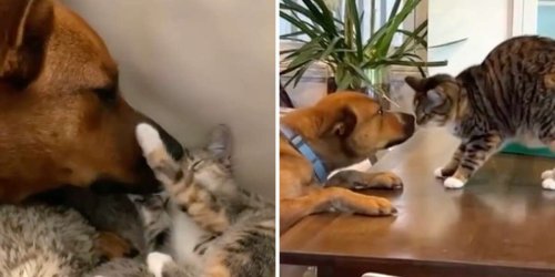 Pets And More claudiaalways Flipboard