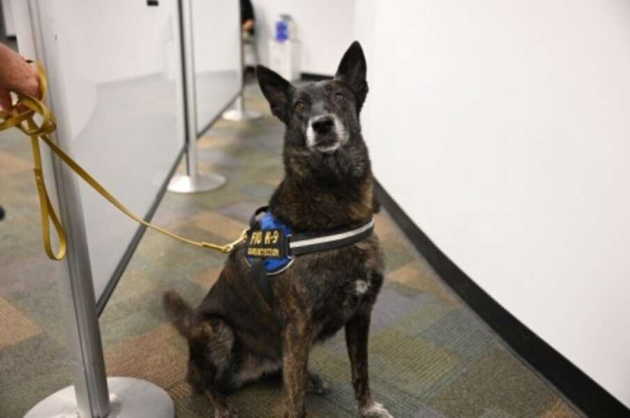 This U.S. Airport Is Using COVID-Sniffing Dogs
