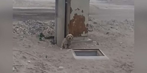 Dog Howling Next To Hole Refuses To Budge Until Someone Looks Inside