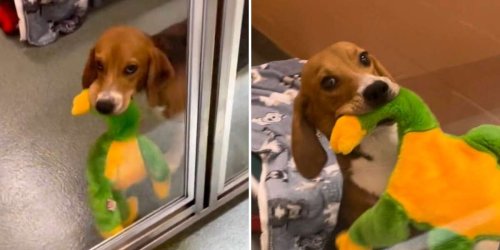 Rescue Beagle Gets His Very First Toy And Refuses To Let Go