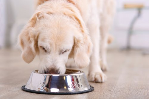 Dog Food Recalled Due to Salmonella & Listeria Concerns