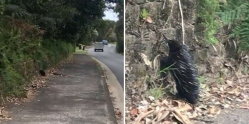 Woman Sees Tiny Animal Trying To Escape Busy Roadside And Rushes To Help