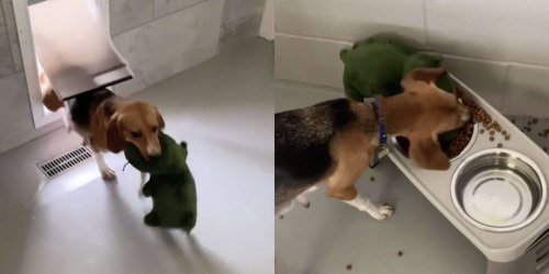 Rescue Beagle Loves Her First Toy So Much She Won't Even Put It Down To Eat
