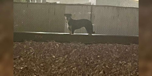 Dog Waits On Train Tracks For Weeks After Family Left Her Behind