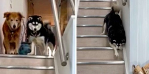 Blind Dog Was Afraid To Walk Down Stairs Until Her Brother Showed Her