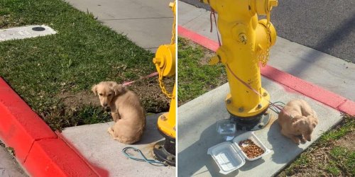 Puppy Left Tied To Fire Hydrant Was Too Sad To Even Lift Her Head
