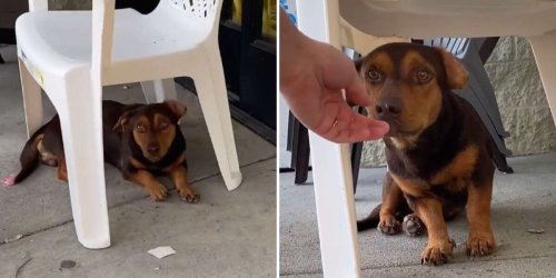 Little Dog Waits Outside Dollar Store For 3 Weeks Hoping Someone Will Notice Him