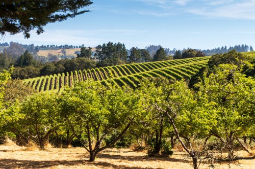 The Thrillist Guide to the Best Wine Regions