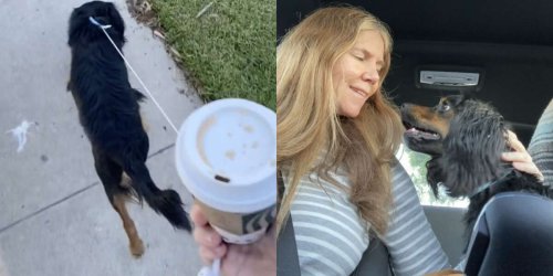 Lost Pup Runs Up To Woman Who Knows Nothing About Dogs And Asks For Her Help