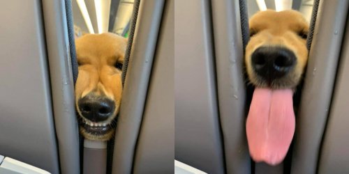 Friendly Pup Knows Exactly How To Entertain Passengers On Long Flight
