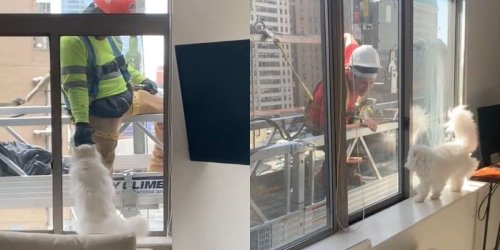 Woman Discovers Cat's Secret Crush On The Construction Workers Outside Her Window