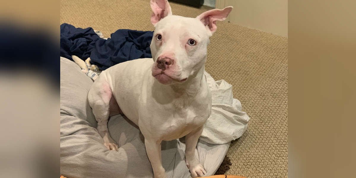 Rescued Dog Won’t Stop Staring At Her New Dad