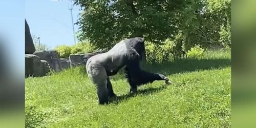 Zoo Gorilla Shares The Sweetest Moment With A Tiny Visitor In His Enclosure