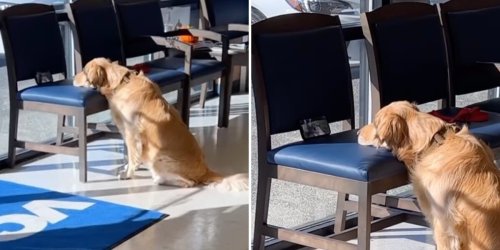Dog Finds Best Way To Entertain Herself While Waiting At The Vet