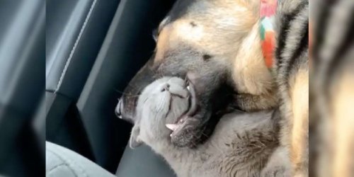 Cat Trusts Her Dog Friend So Much That She Falls Asleep In His Mouth