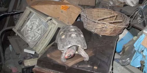 Missing Pet Tortoise Found In Attic 30 Years Later — Still Alive And Well