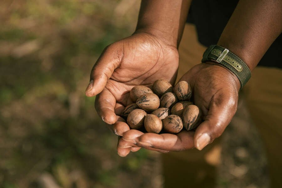 Georgia Pecans Represent How Far We Have to Go in Elevating Black Farmers