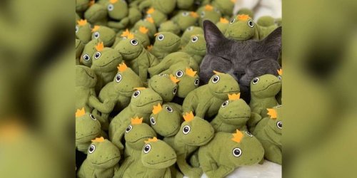Cat Is So Obsessed With Frog Toy Her Family Decides To Get Her All Of Them