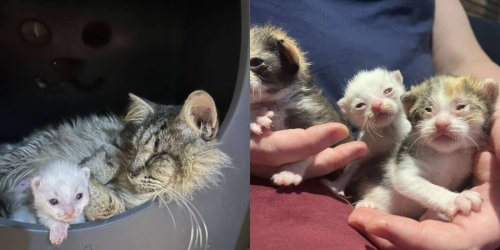 Stray Blind Cat Was Determined To Find A Home For Her And Her Kittens