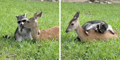 Raccoon Forms Sweetest Friendship With Deer Who Lost Her Mom
