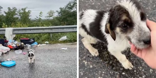 Stray Pup Searches Trash In Pouring Rain Until Kind Woman Steps Up To Help