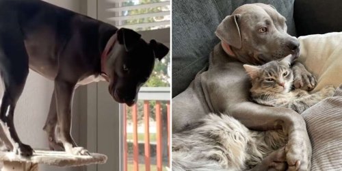 Huge Pittie Raised By Cats Thinks She's A Cat, Too
