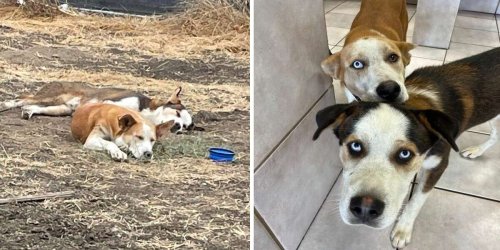 Abandoned Dog Siblings Are So Happy To Be Reunited After Their Rescue