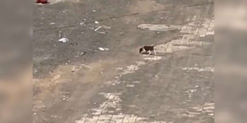 Rescuer Spots ‘Mouse-Sized’ Puppy Crying For Mom In The Middle Of The Road