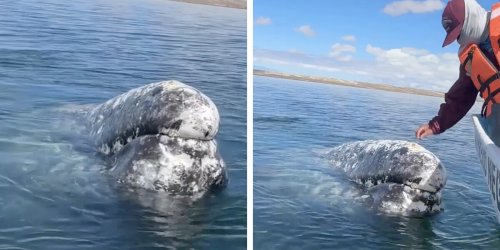 Whale Approaches Boat Captain To Ask Him To Do Her A Helpful Favor