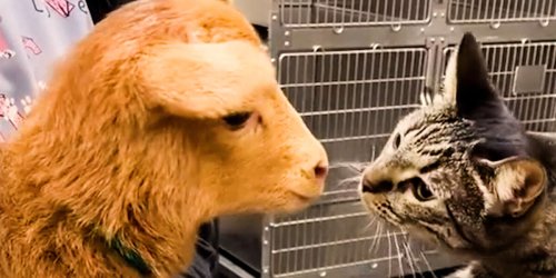 Cat Reaches Into Every Cage At The Vet To Pet The Animals