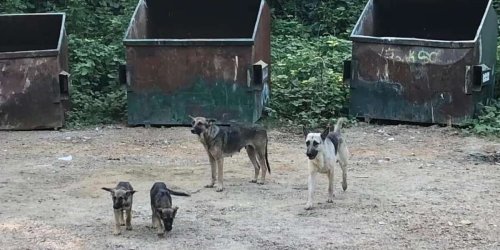 German Shepherd Family Refuses To Leave Dumpsters Where They Last Saw Their Humans
