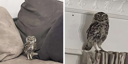 guy-suddenly-starts-getting-nightly-visits-from-a-curious-little-owl