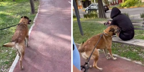 Dog Walking By Woman On Bench Suddenly Realizes He Knows Her