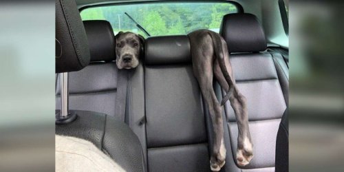 Woman Looks In Back Seat And Is Shocked To See A Puppy Optical Illusion