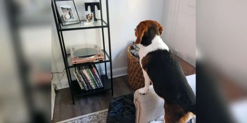Dog Has Sweetest Reaction To Seeing A Photo Of Her Friend Who Passed Away