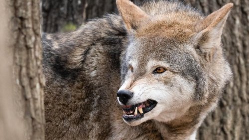 Thüringer Wald: Leichte Beute für den Wolf! SIE sollten jetzt handeln