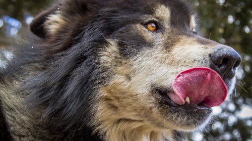 Thüringen: Wolf-Hybride aufgetaucht! Jetzt werden sie abgeknallt