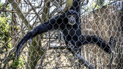 Erfurt: Affen nicht artgerecht gehalten? Jetzt kontert der Zoo!