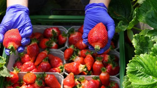 Erfurt: Erdbeer-Frust in der Stadt! Dieser Preis sorgt für Diskussion