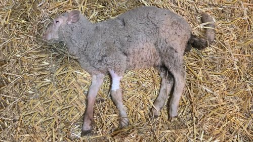 Thüringen: Schaf halbtot über Zaun geworfen – steckt ER dahinter?