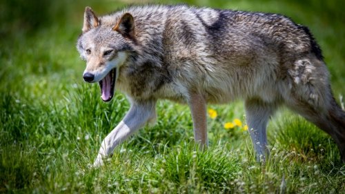 Thüringen: Wolf-Hybride entdeckt! Sie sind für Menschen gefährlich