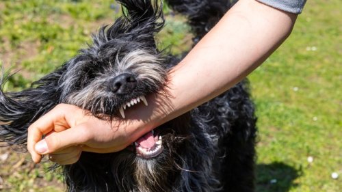 Hund in Gera: Vierbeiner beißen wütend um sich – mehrere Verletzte