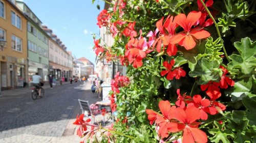 Rote Blütenpracht für Gothas Innenstadt