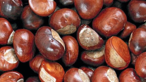 Kinder sammeln Kastanien für Thüringens Rehe